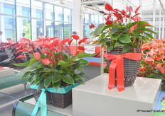 In de categorie anthurium potplanten staan dit jaar vier kleurrijke anthurium potplanten in de spotlight bij Anthura. “Krachtige rassen die door kleur, formaat en kwaliteit opvallen en tot favoriet zijn verkozen.” Bijvoorbeeld Banderola. “Deze potanthuriumis niet te vergelijken met een traditionele potanthurium. Kortom een ras in een compleet nieuw segment in potanthuriums.   Banderola is het segment voor lintbloemige potanthuriums.”